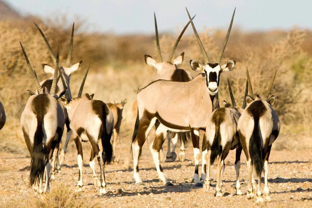 Tutwa Desert Lodge Augrabies ภายนอก รูปภาพ